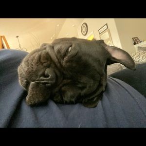 Meet your Posher, Levi